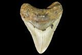 Fossil Megalodon Tooth - North Carolina #109000-1